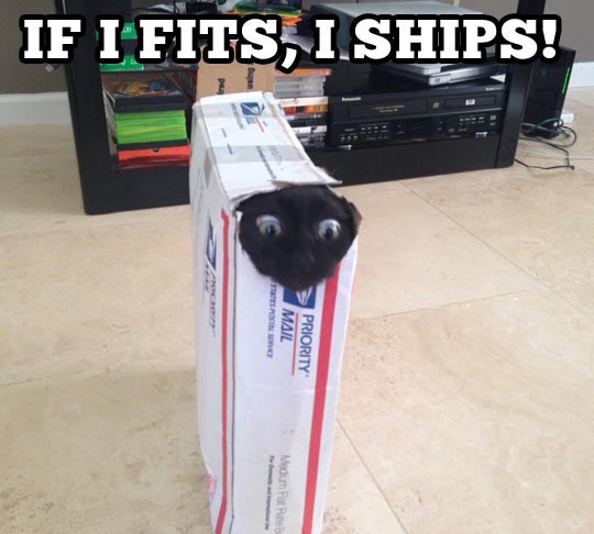 cool-cat-mail-box-head