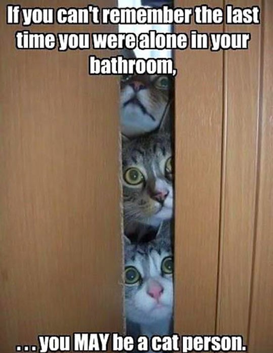 cool-cats-kitten-bathroom-door