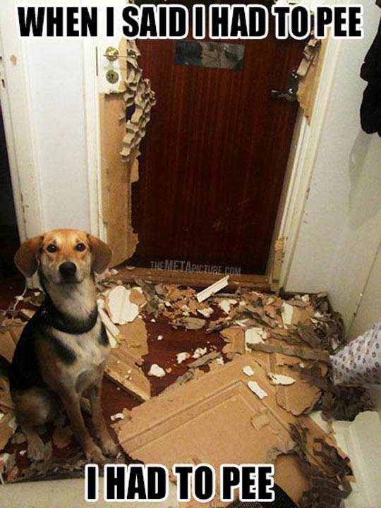 cool-dog-mess-broke-door