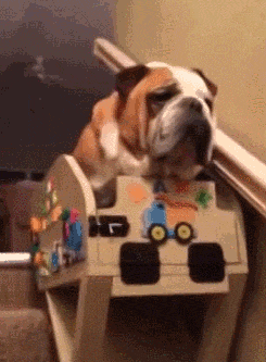 cool-gif-old-dog-stair-lift
