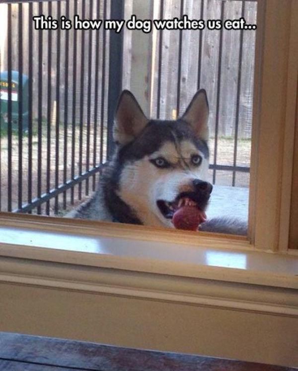 dog-eat-food-face-windows