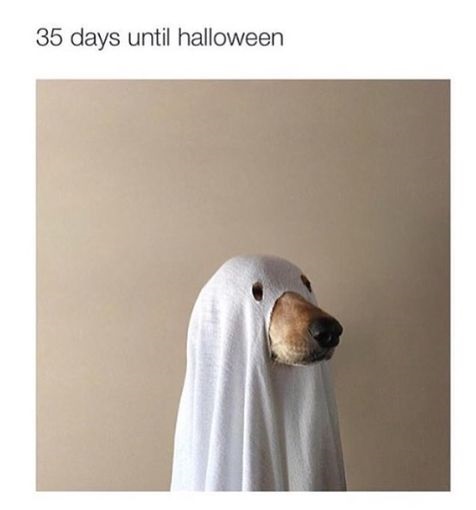 dog-halloween-days