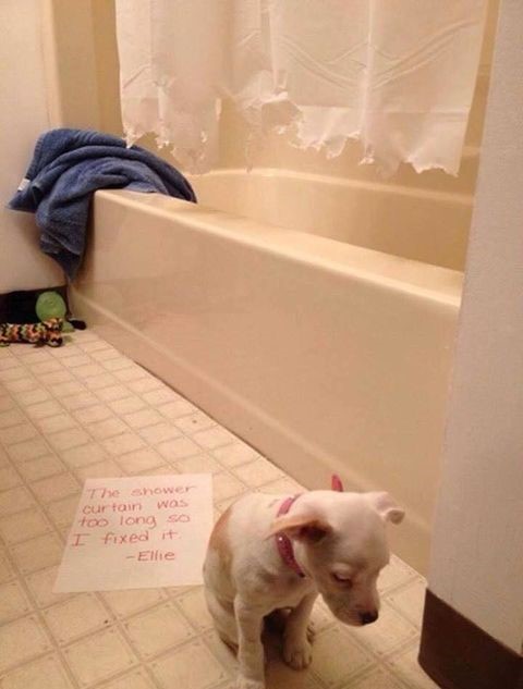 dog-note-shaming-shower-curtain