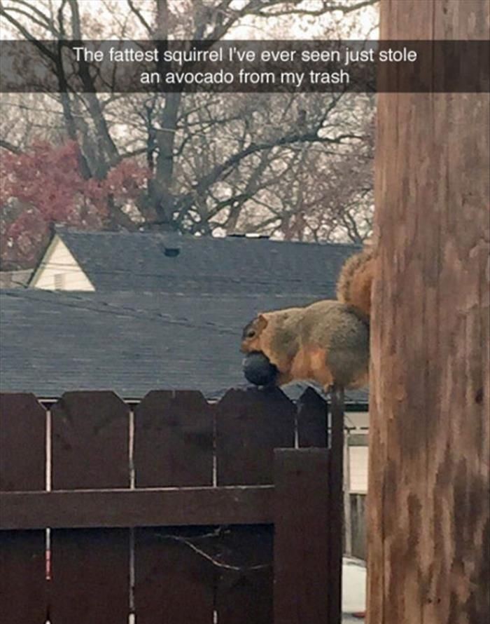 fattest-squirrel-avocado-fence