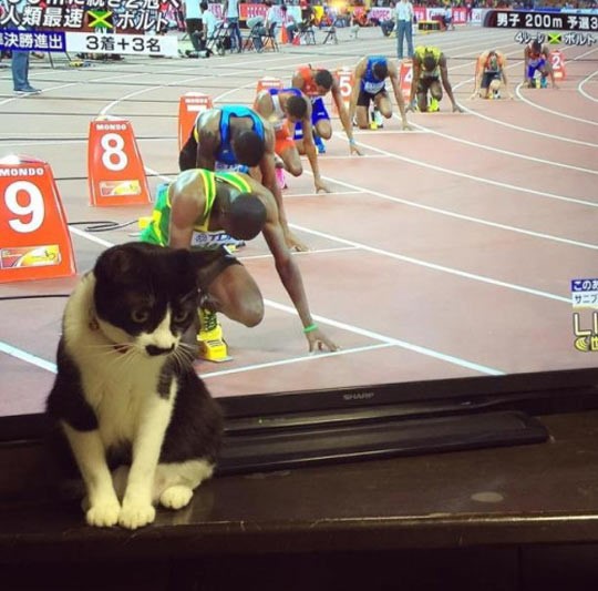 funny-cat-TV-runners