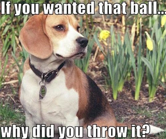 funny-dog-throw-ball-sad