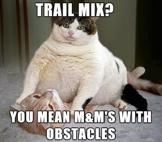 funny-fat-cat-big-belly