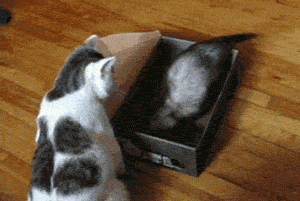 funny-gif-cat-box-ferret