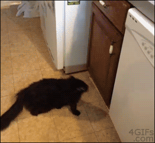 funny-gif-cat-door-open-jump-kitchen