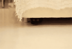 funny-gif-cat-malfunction-bed