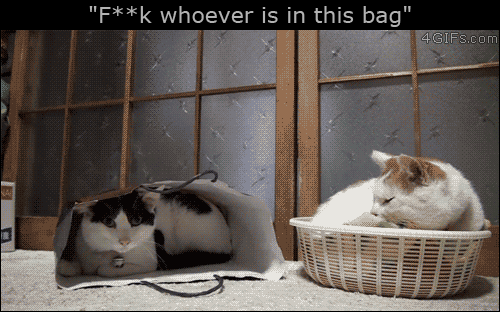 funny-gif-cats-bag