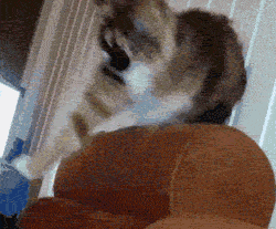 funny-gif-cats-dancing-weird-moving-fast
