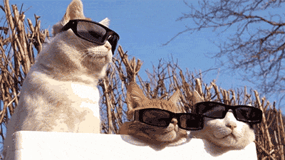 funny-gif-cats-sunglasses-watching