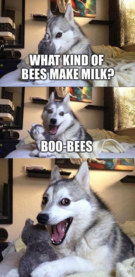 funny-husky-pun-bees-milk