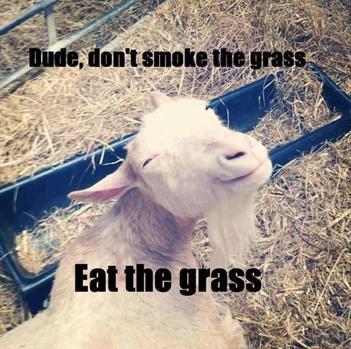goat-grass-eat-smoke