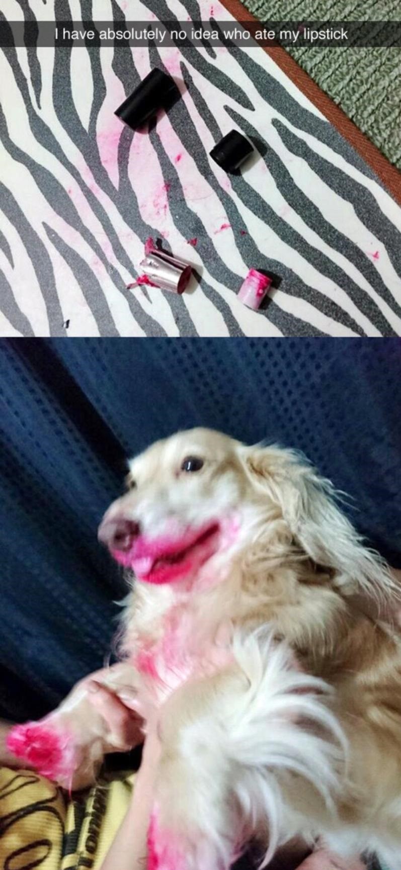 lipstick-dog-pretty