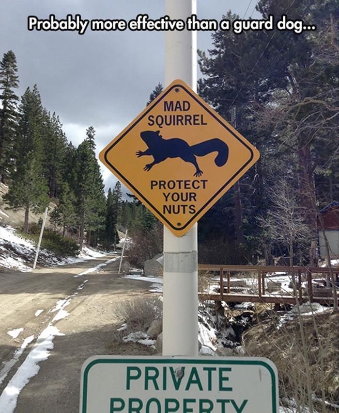mad-squirrel-road-sign-nuts