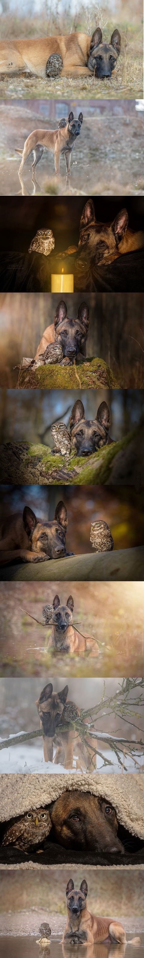 owl-dog-best-buds