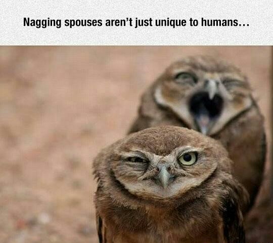 owls-couple-yell-nagging