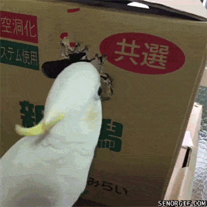 parrot-box-gif-happy