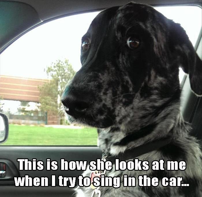 sing-car-dog-look-judging