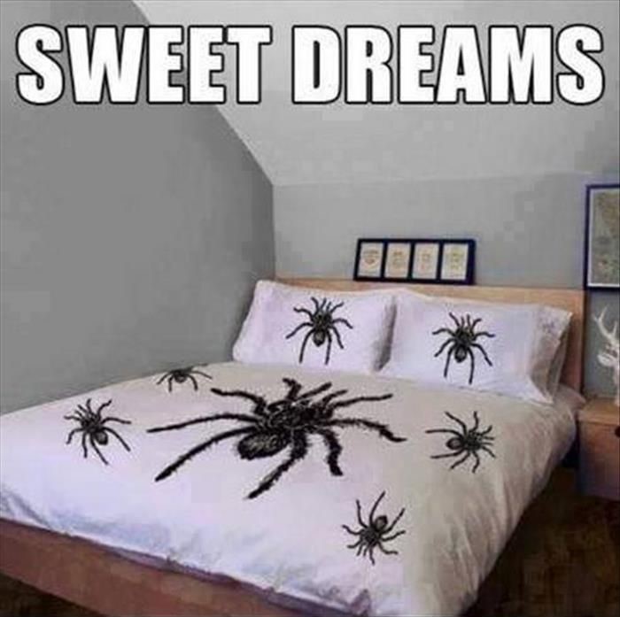 sweet-dreams-spiders-bed