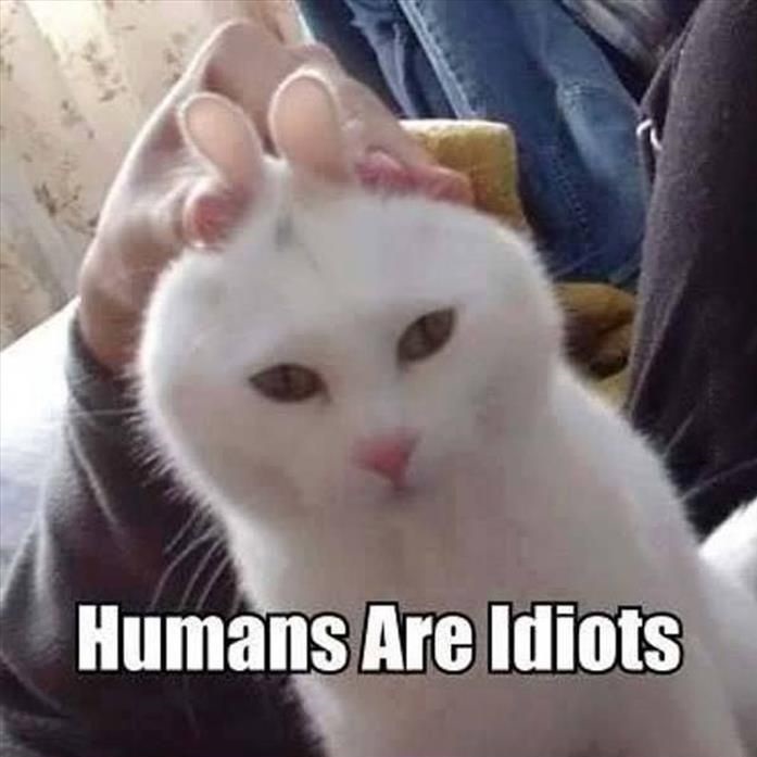 cat-ears-humans-idiots