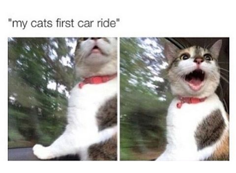 cat-first-car-ride