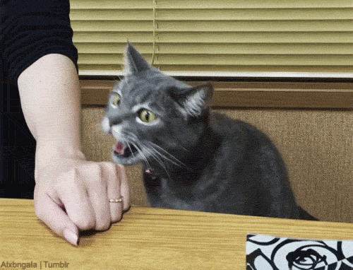 cat-gif-apology-funny