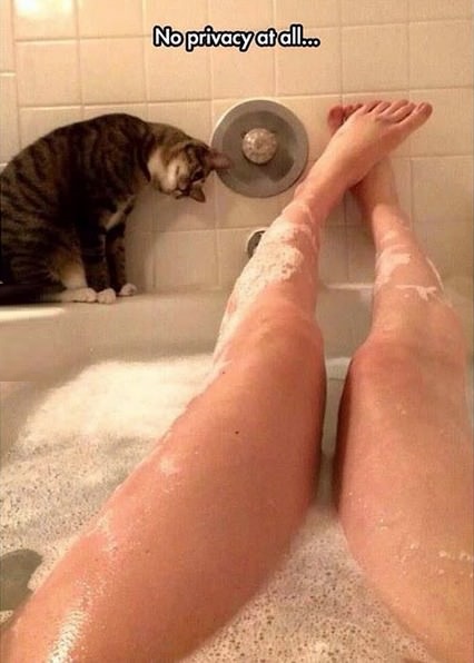 cat-no-privacy-bath