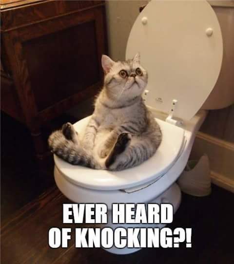 [Image: cat-toilet-awkward.jpg]