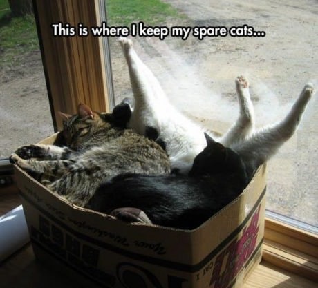 cats-box-spare