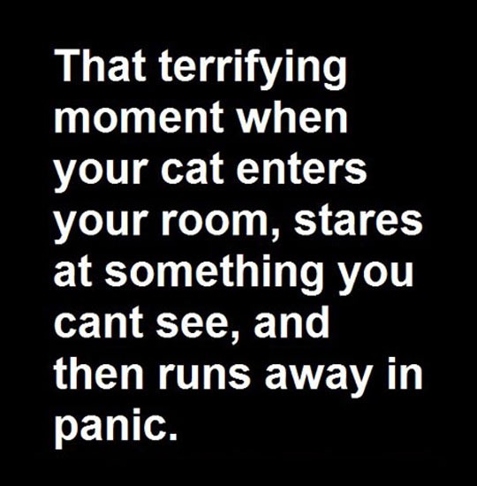 cool-cat-quote-panic