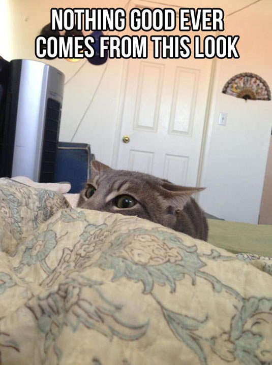 cool-cat-suspicious-look-eyes