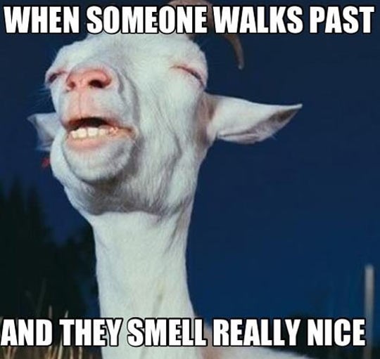 cool-goat-smell-enjoy