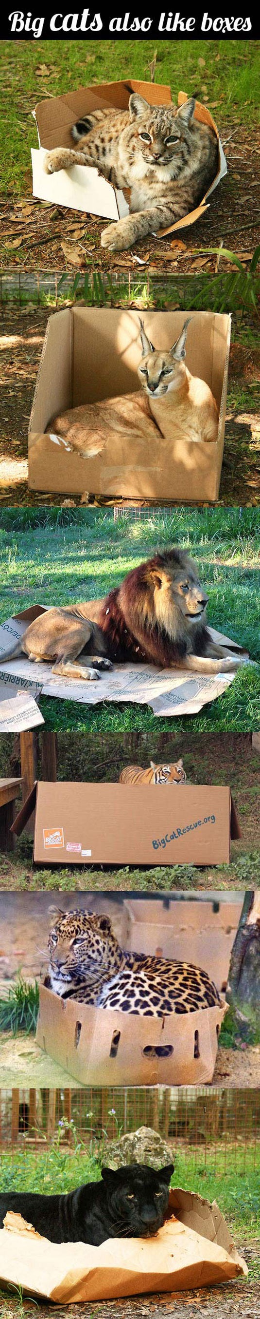 cool-lion-leopard-big-cat-boxes