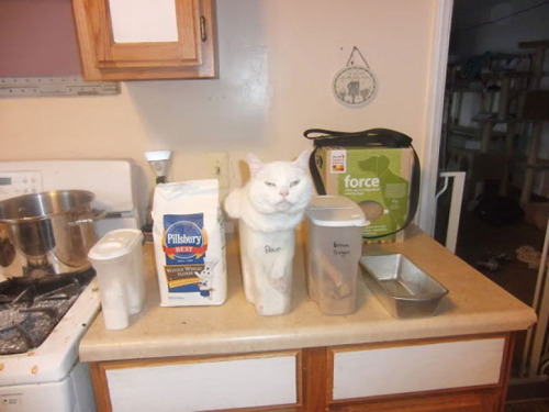 flour-cat-fit