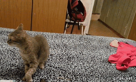 funny-gif-cats-scared-sneeze