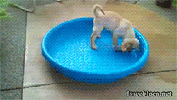 funny-gif-dog-playing-pool-water