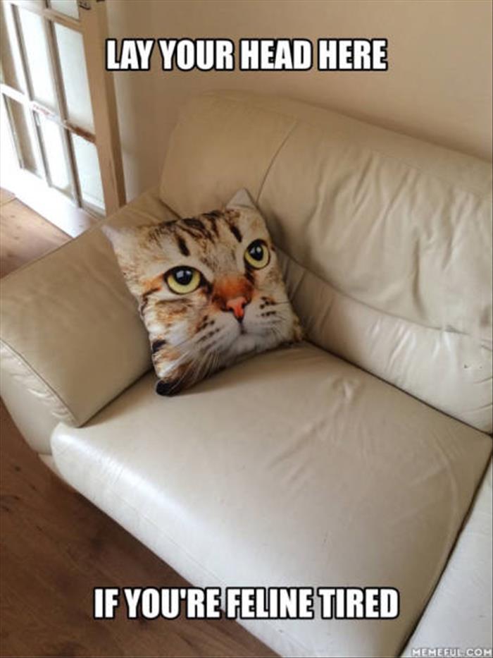 pillow-cat-print