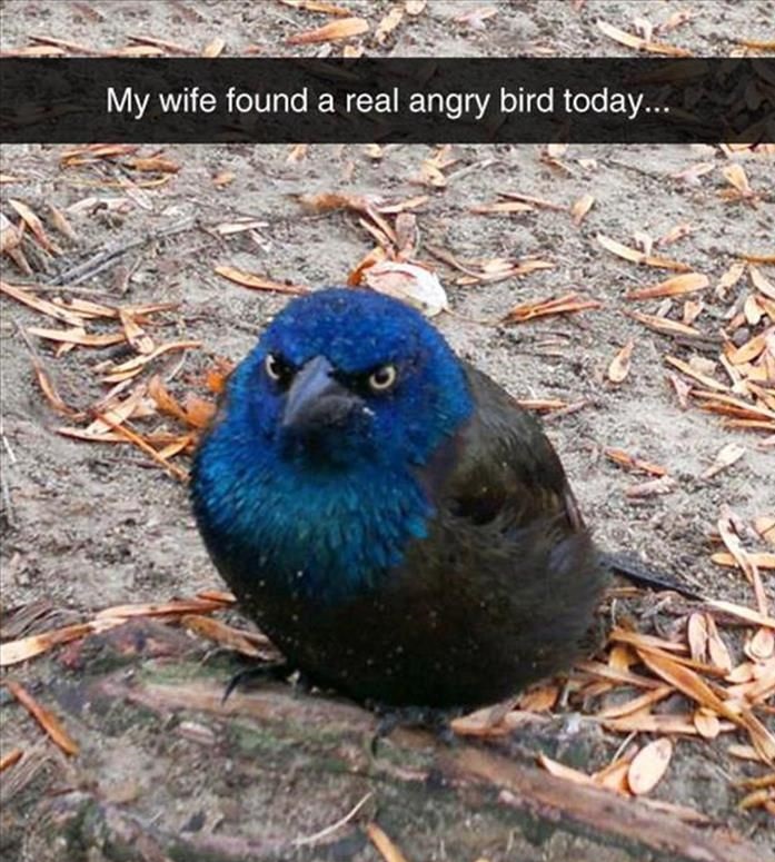 real-life-angry-bird