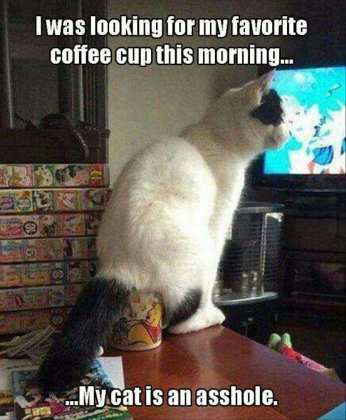 cat-asshole-mug-coffee