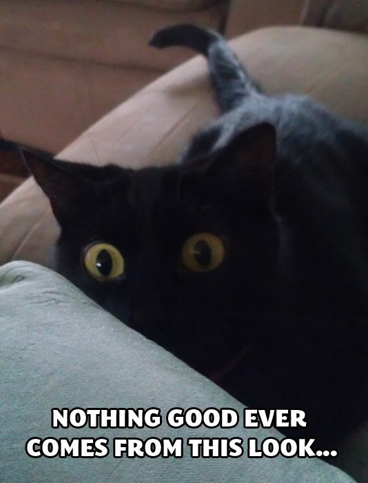 cool-cat-shocked-scared-black