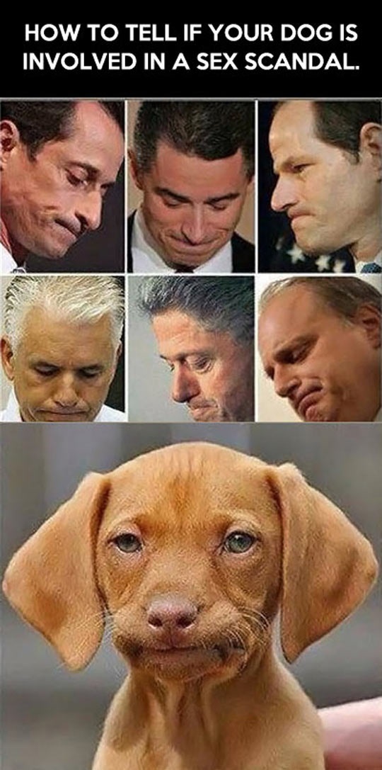 cool-dog-scandal-face