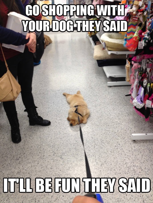 cool-shopping-dog-sleeping-floor