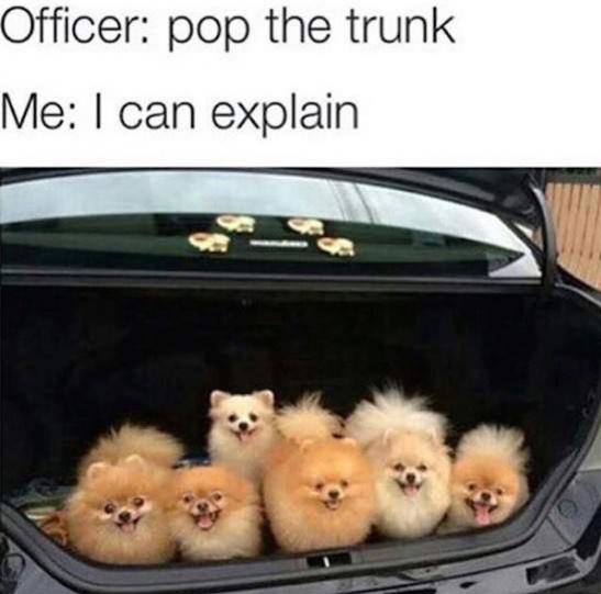dogs-driver-police-trunk
