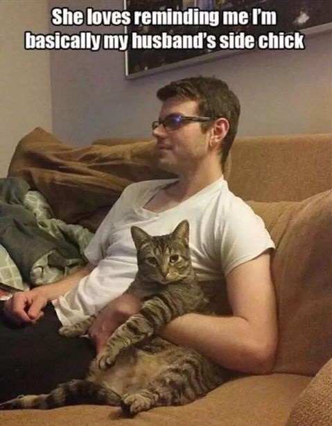 husband-cat-side-chick