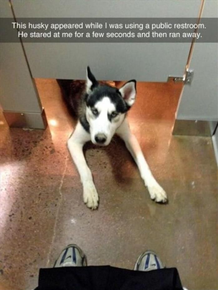 husky-public-restroom-weird-dog