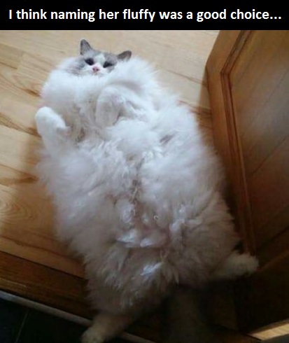 cat-fluffy-fat-funny