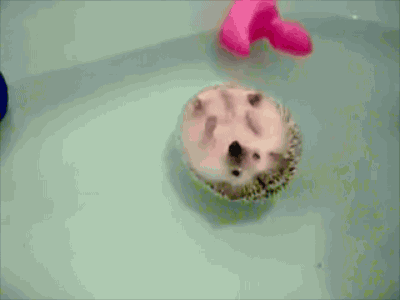 cool-gif-hedgehog-taking-bath